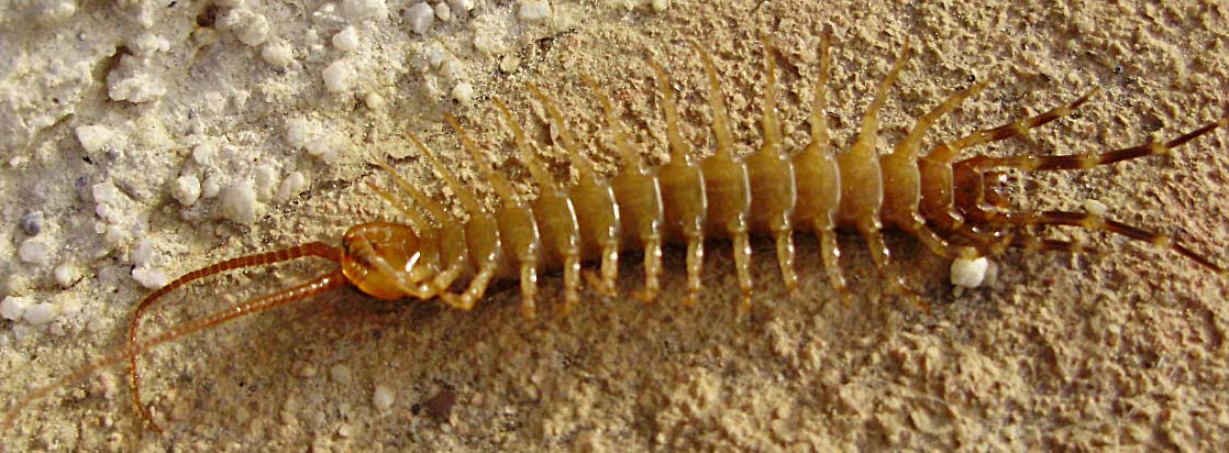 Eupolibothrus